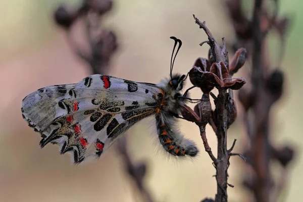 Forest Fist Butterfly Zerynthia Cerisyi — Stock Photo, Image
