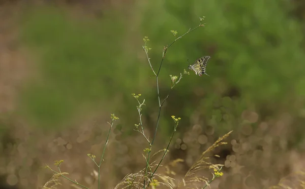나비를 삼키는 — 스톡 사진