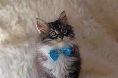 Beyaz pelüş üzerinde şirin bir kedi yavrusu