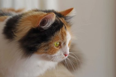 Sarı gözlü sevimli kedi.