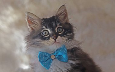 Beyaz pelüş üzerinde şirin bir kedi yavrusu