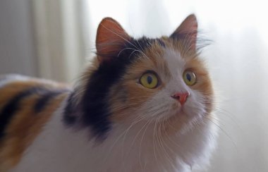 Sarı gözlü sevimli kedi.