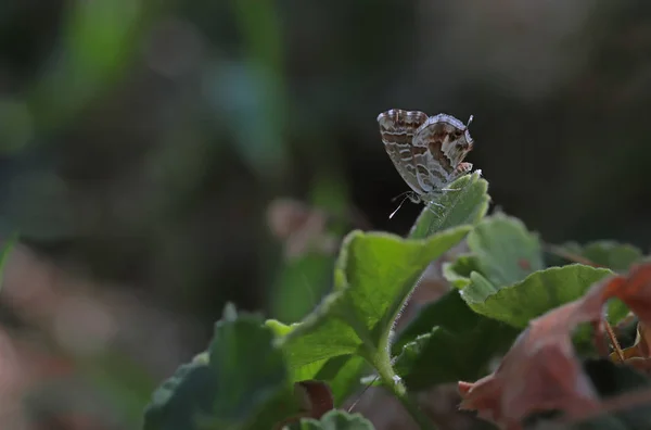 Geranium Zebra Fjäril Geranium Brons Fjäril — Stockfoto