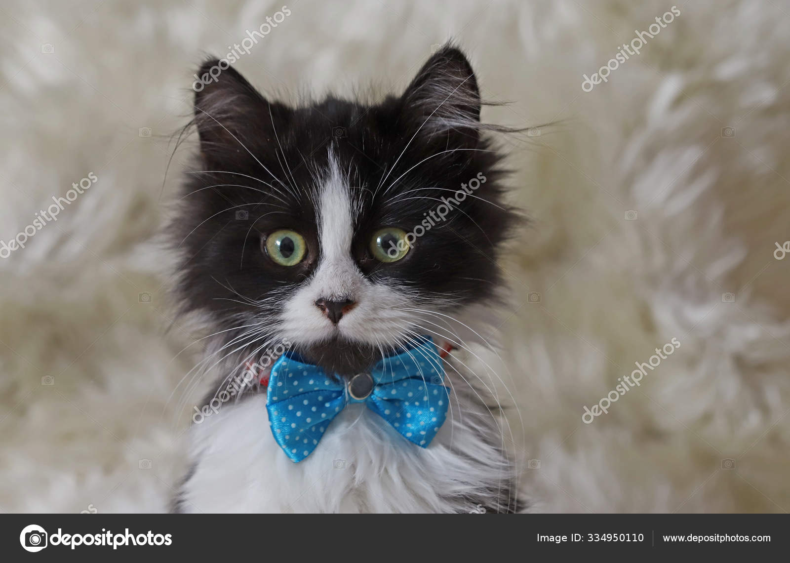 kitten bow tie