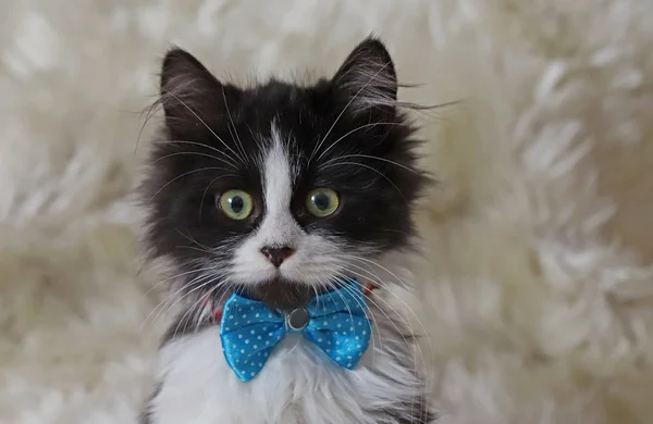 Cute Kitten Blue Bow Tie — 스톡 사진
