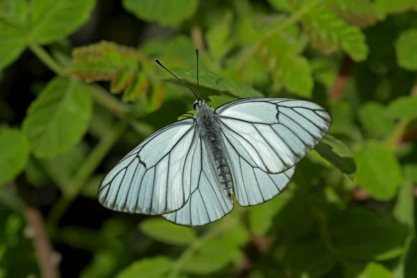 Farfalla Bianca Biancospino Aporia Crataegi — Foto Stock