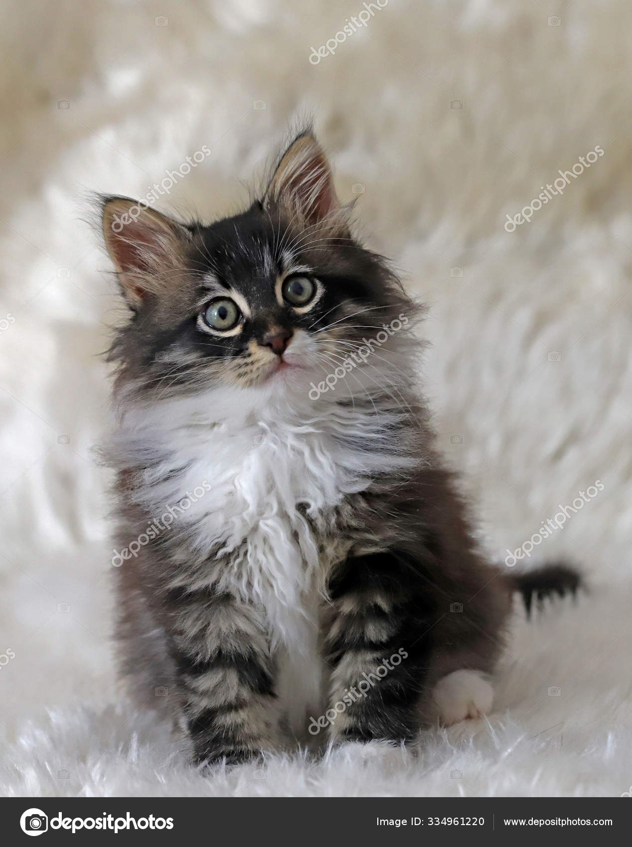 Cute Kitten White Plush — Stock Photo © mylasa #334961220