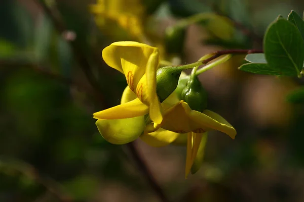 Cassia bitkisi; Cassia angustifolia