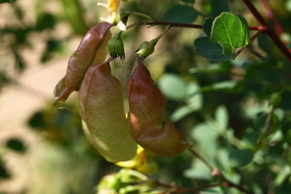 Cassia bitkisi; Cassia angustifolia
