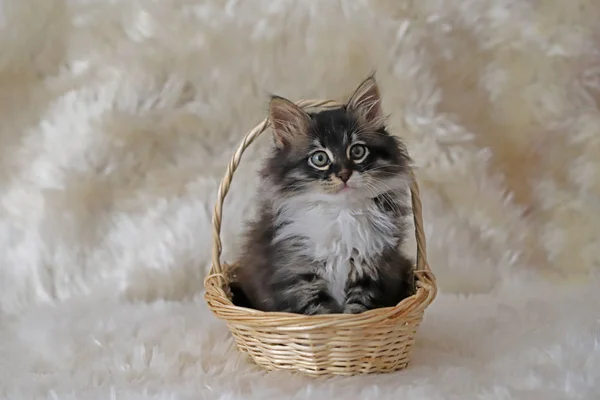 Niedliches Kätzchen Sitzt Korb — Stockfoto
