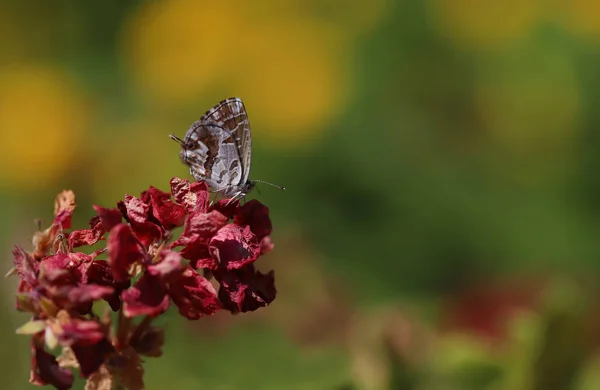 Πεταλούδα Ζέβρα Γεράνι Χαλκός Γεράνι Cacyreus Marshalli — Φωτογραφία Αρχείου