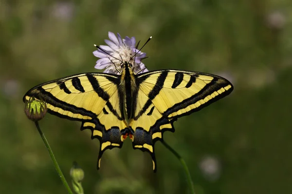 Πεταλούδα Tiger Swallowtail Papilio Alexanor — Φωτογραφία Αρχείου