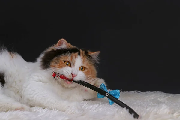 Bonito Gato Frente Preto Para Trás Espaço — Fotografia de Stock