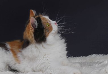 Siyah arka boşluğun önündeki sevimli kedi.