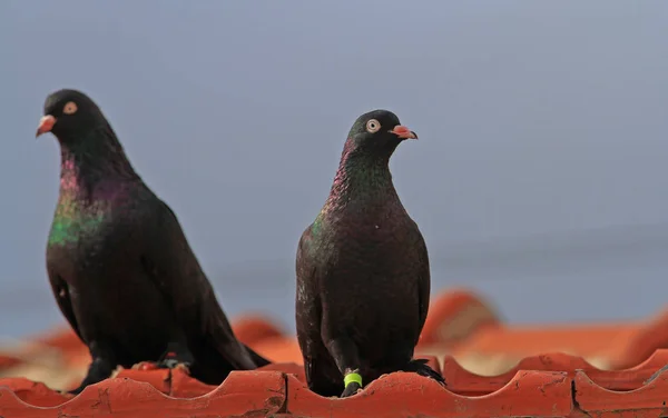 Zwei Schwarze Tauben Auf Dem Dach — Stockfoto