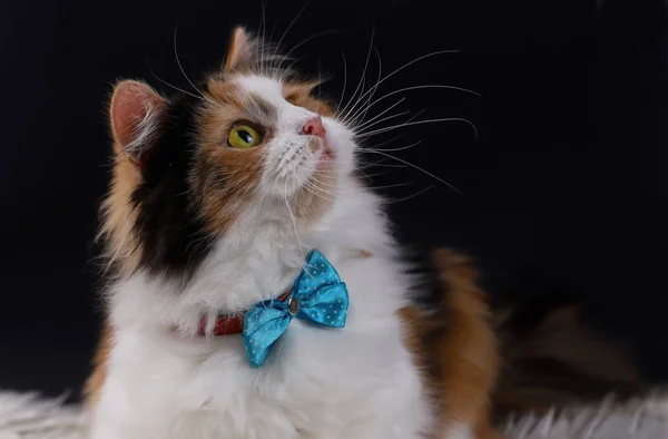 Lindo Gato Con Ojos Amarillos Pajarita — Foto de Stock