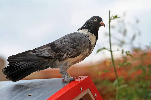 Eine Schöne Taube Auf Dem Dach — Stockfoto