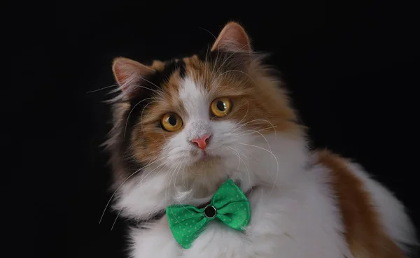 Lindo Gato Con Ojos Amarillos Pajarita — Foto de Stock