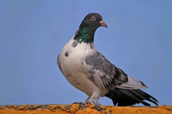 Eine Schöne Taube Auf Dem Dach — Stockfoto