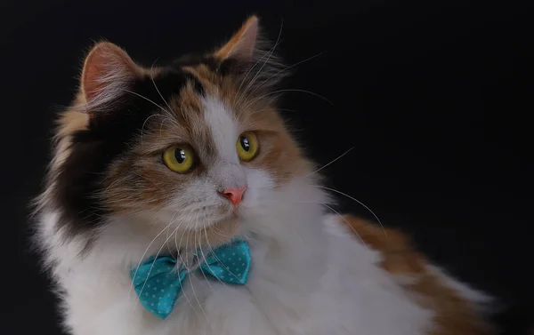 Cute Cat Yellow Eyes Bow Tie — Stock Photo, Image