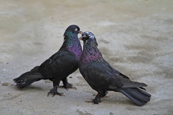 two black pigeons on the ground