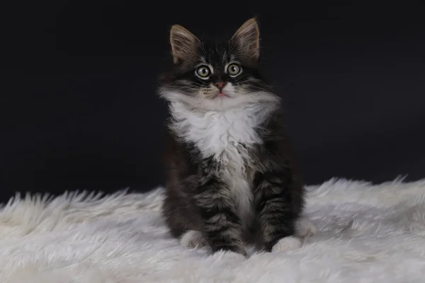 Gatinho Bonito Frente Espaço Volta Preto — Fotografia de Stock