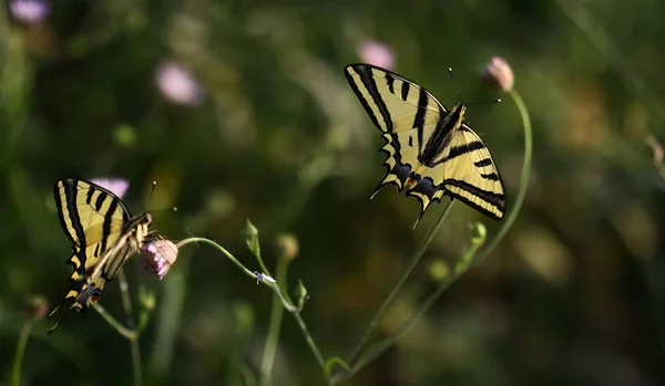 Hirondelle Tigre Papillon Queue Papilio Alexanor — Photo