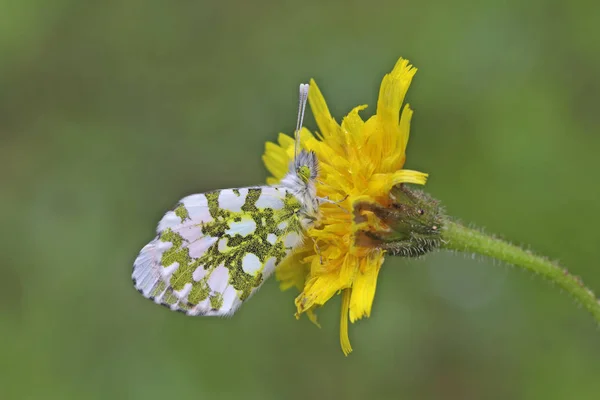 Turuncu Ssl Kelebei Anthocharis Cardamines — стокове фото