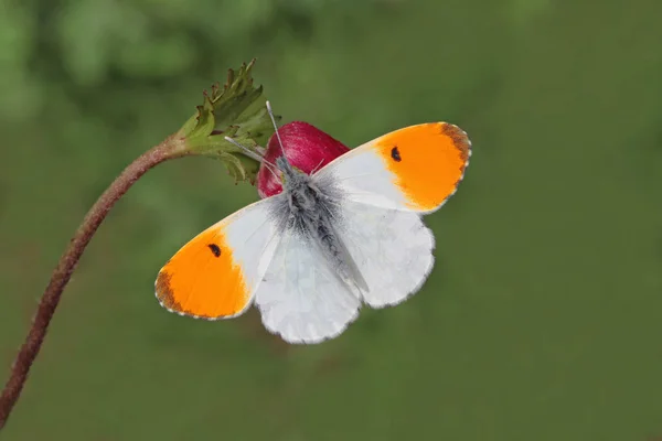 Turuncu sssl kelebei; Anthocharis cardamine