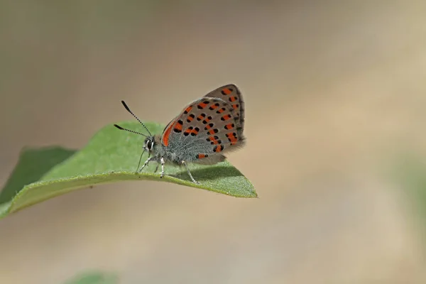 Furão Anatólia Tomares Nogelii — Fotografia de Stock