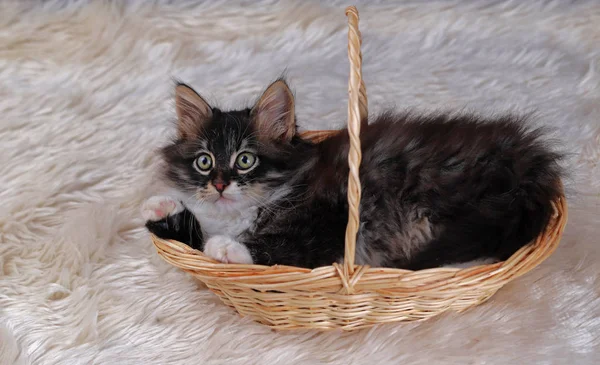 Cute Kitten Lying Basket — Stock Photo, Image