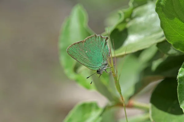 Borboleta Esmeralda Calophrys Rubi — Fotografia de Stock