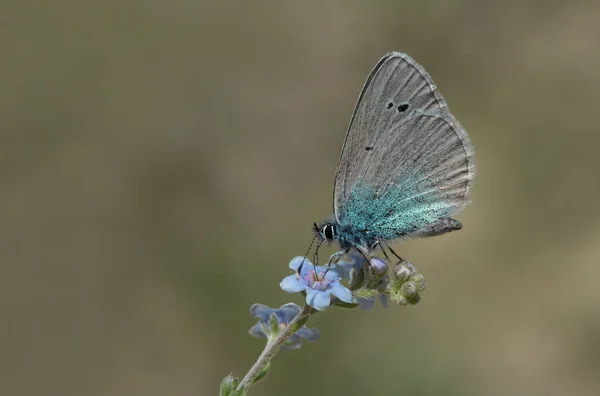 Mariposa Azul Karagz Glaucopsyche Alexis — Foto de Stock