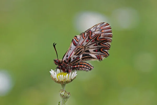 Polyxena Zerintiya Polyxena Latijns Zerynthia Polyxena Synoniemen Taxon Zerynthia Hypsipyle — Stockfoto