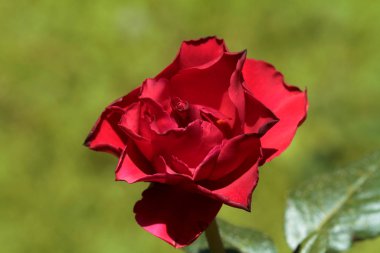 kırmızı renkli tomurcuk gül çiçeği.