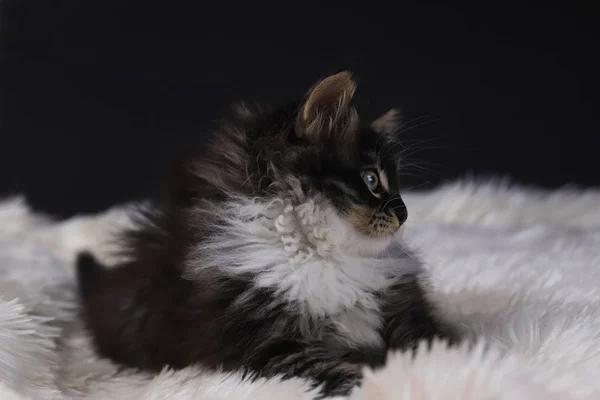 Gatinho Bonito Preto Cor Branca — Fotografia de Stock