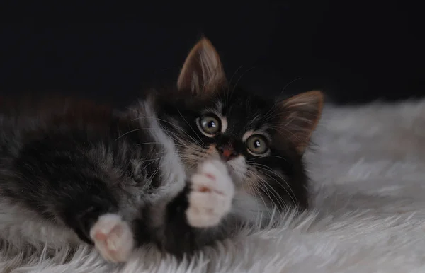 Cute little cat in black, white color.