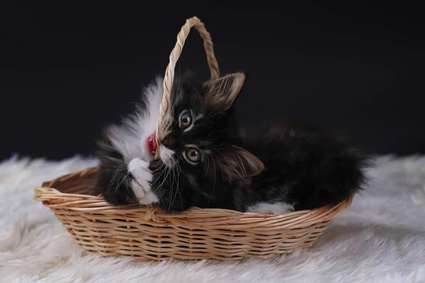 Süße Kleine Katze Schwarz Weiße Farbe — Stockfoto