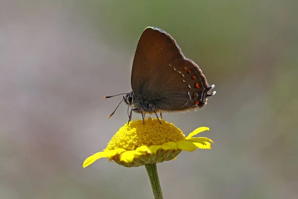 Büyük Sev Beni Kelebek Satyrium Ilicis Kelebek — Stok fotoğraf