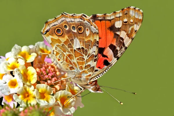 Thorn Butterfly Sleeping Plant Vanessa Cardui — 스톡 사진