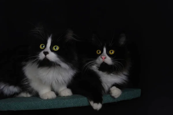 Lindos Gatitos Color Negro Blanco — Foto de Stock