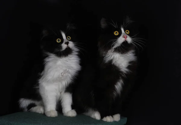 Cute Małe Koty Kolorze Czarnym Białym — Zdjęcie stockowe