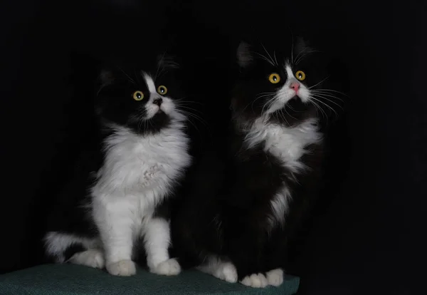 Lindos Gatitos Color Negro Blanco — Foto de Stock