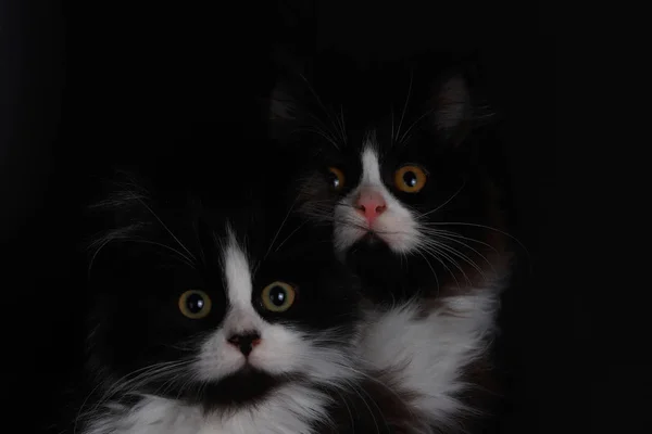 Cute Małe Koty Kolorze Czarnym Białym — Zdjęcie stockowe