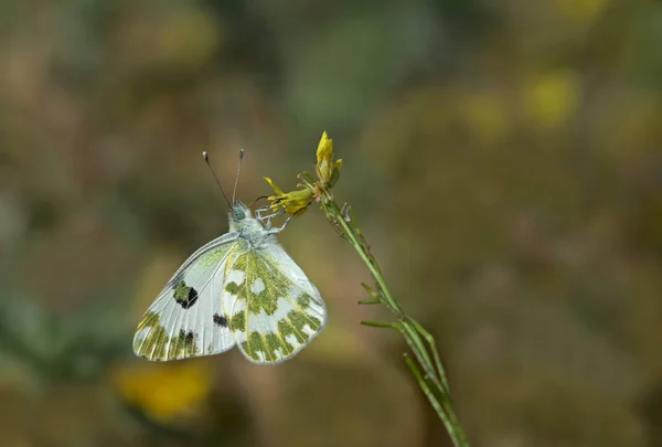 Νέο Spotted Angel Butterfly Pontia Edusa — Φωτογραφία Αρχείου