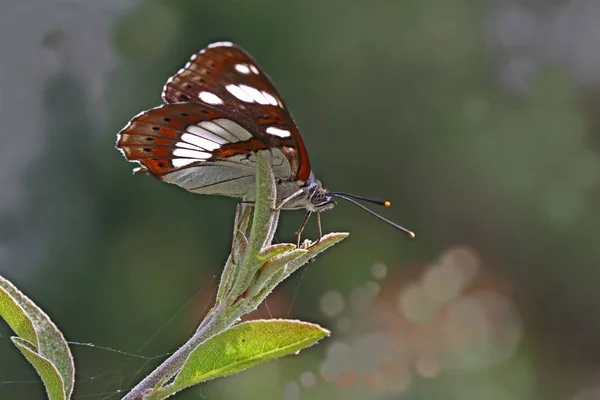 Mittelmeerischer Geißblatt Schmetterling Limenitis Reducta — Stockfoto