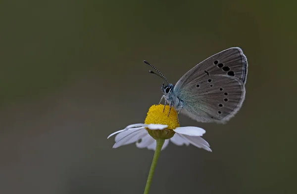 Mariposa Azul Karagz Glaucopsyche Alexis — Foto de Stock