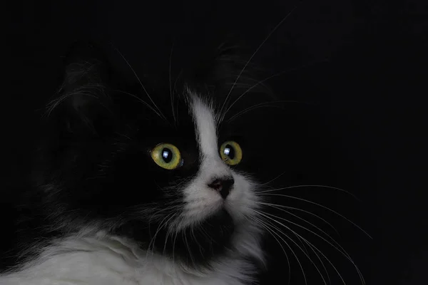 Süße Kleine Katze Schwarz Weiße Farbe — Stockfoto