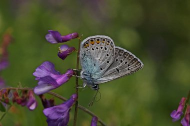 amanda Kelebeği; Polyommatus amandus