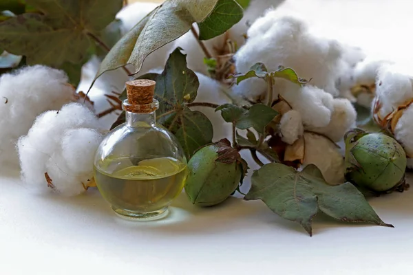 Pamuk ve pamuk yağı şişede